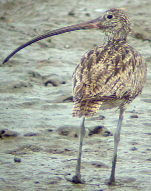 Eastern Curlew