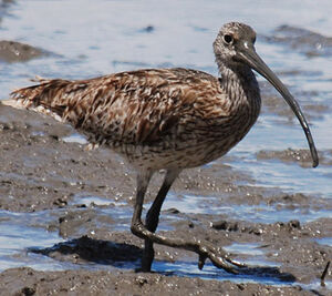 Eastern Curlew