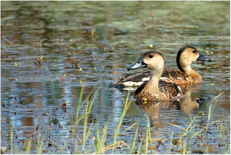 Wandering Whistling Duck adult