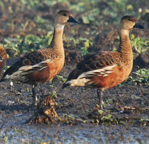 Dendrocygne � lunules