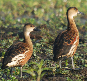 Dendrocygne � lunules