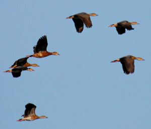 Dendrocygne � lunules