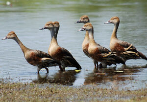 Plumed Whistling Duck