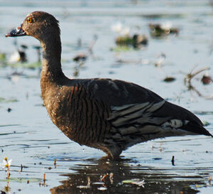 Plumed Whistling Duck