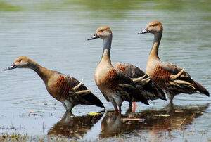 Plumed Whistling Duck