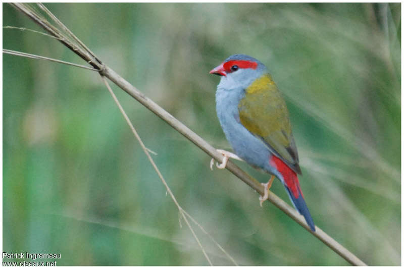Red-browed Finchadult, identification