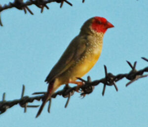 Diamant � queue rousse