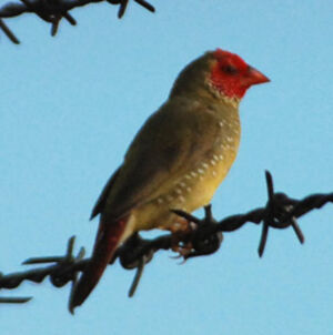 Diamant � queue rousse