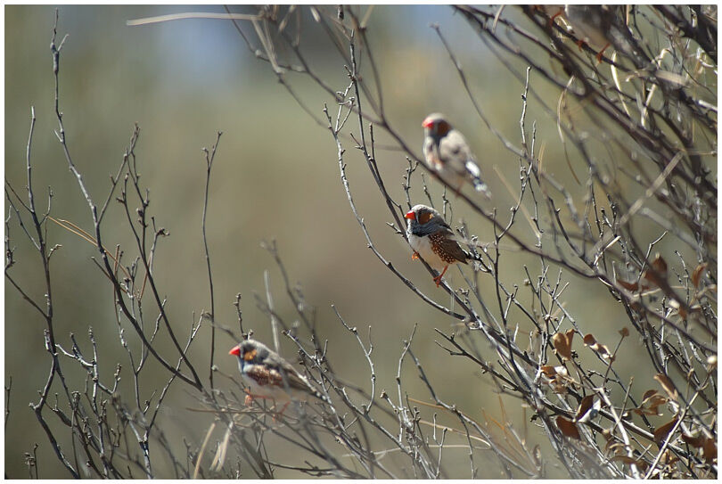 Sunda Zebra Finch