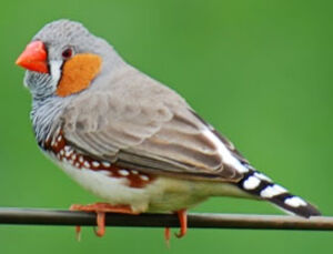 Diamant mandarin