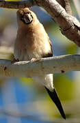 Masked Finch