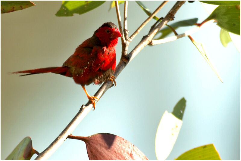 Crimson Finch male adult