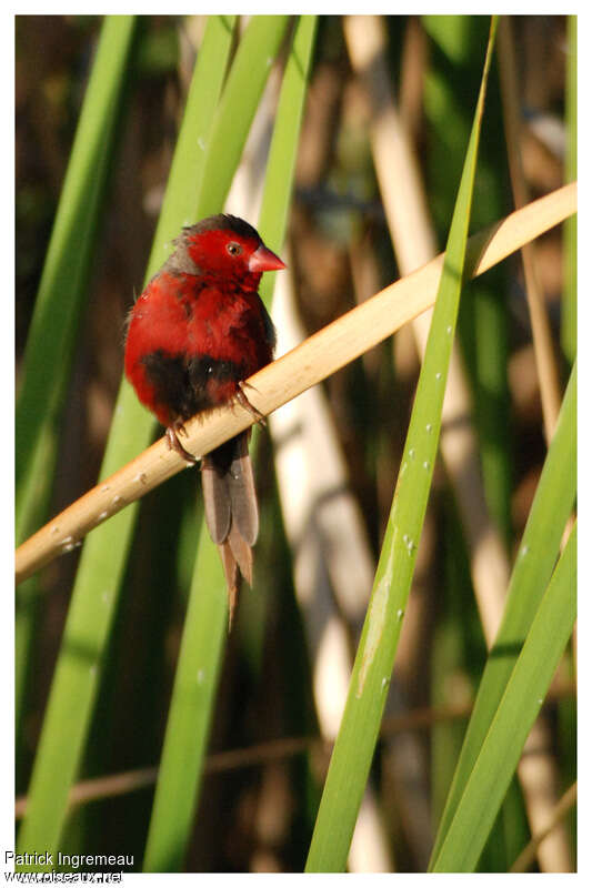 Crimson Finch male adult breeding, close-up portrait