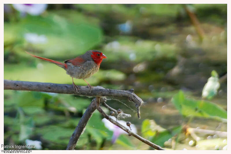 Crimson Finch female adult, identification
