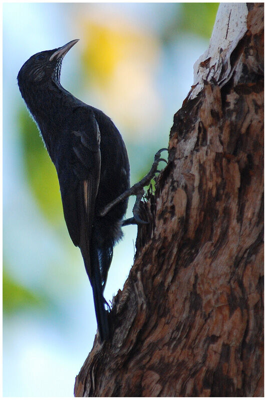 Black-tailed Treecreeperimmature