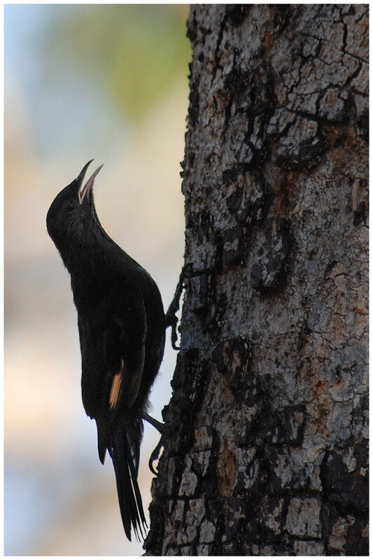 Black-tailed Treecreeper