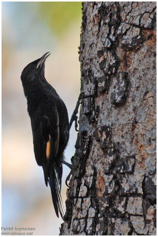 Black-tailed Treecreeperadult, identification