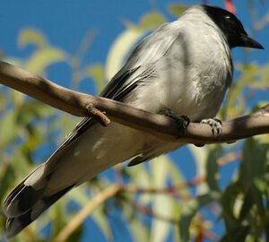 Black-faced Cuckooshrike
