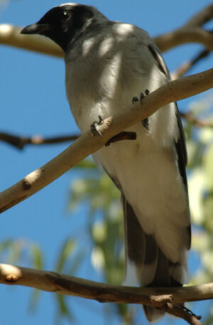 Black-faced Cuckooshrike