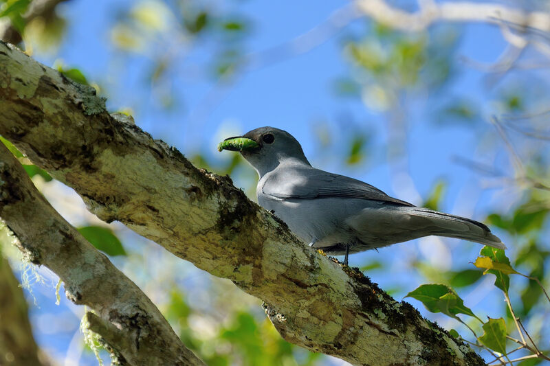 Grey Cuckooshrikeadult, feeding habits