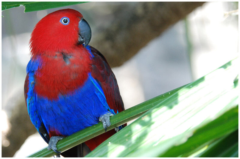 Papuan Eclectus female adult