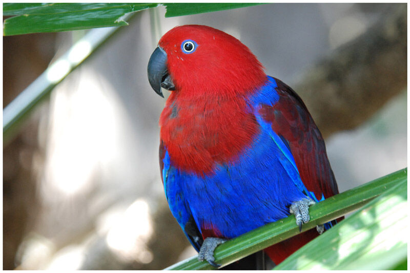 Papuan Eclectus female adult