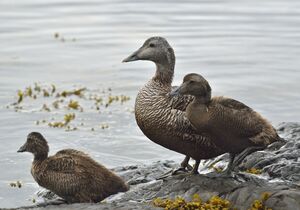 Common Eider