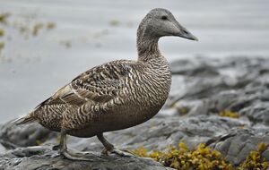 Common Eider