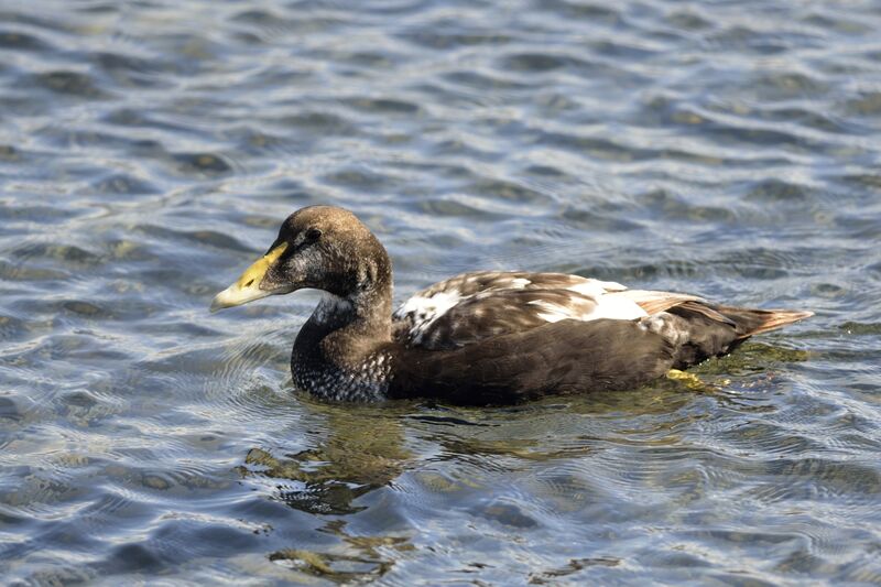 Common Eider male adult transition
