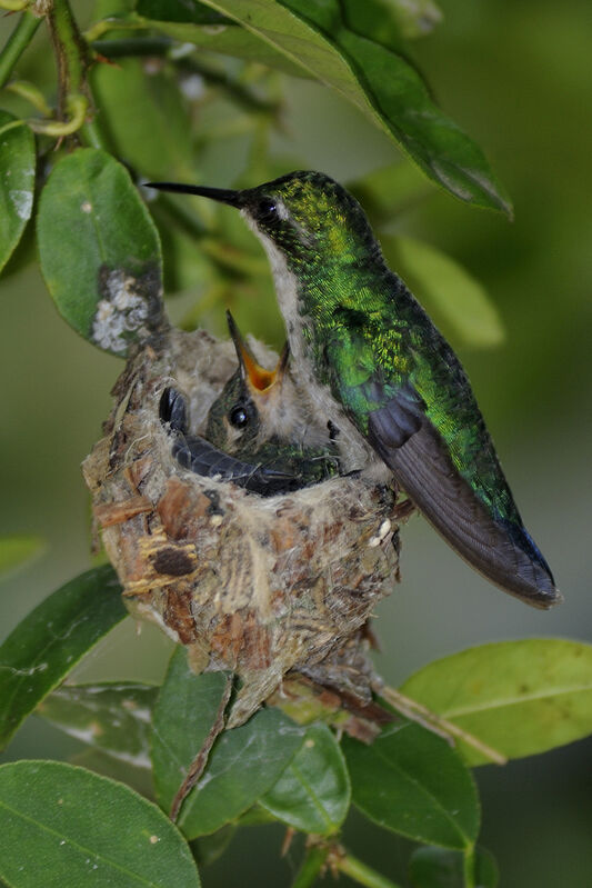 Blue-tailed Emerald female adult breeding
