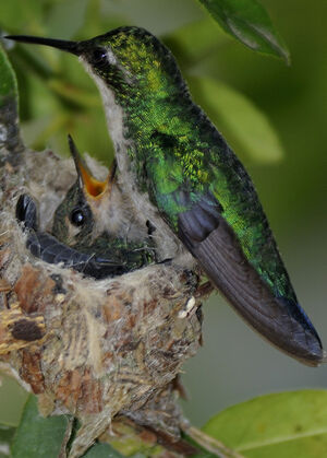 �meraude orvert
