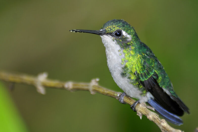 Blue-tailed Emerald female adult