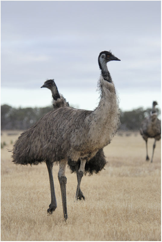 Emuadult