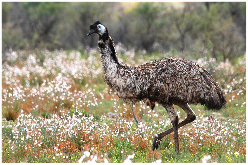 Emuadult