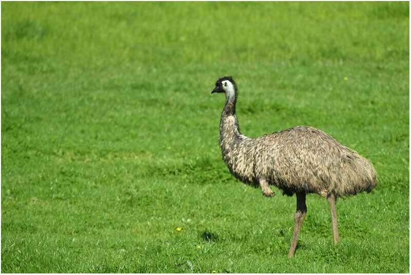 Emu female adult