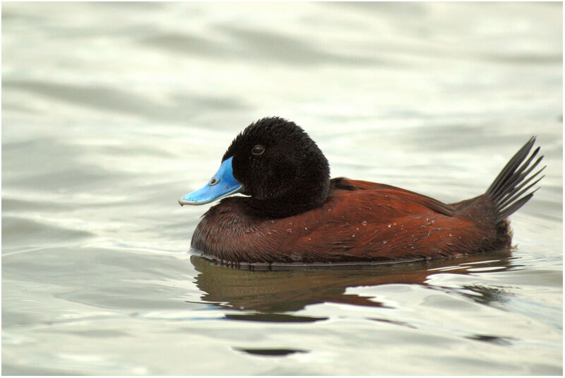 Blue-billed Duck male adult breeding, identification