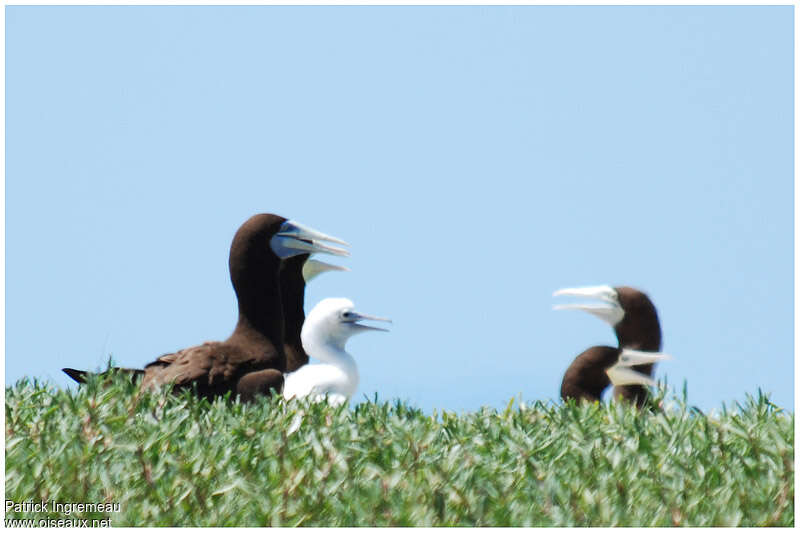 Brown Booby, Reproduction-nesting