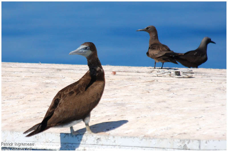 Brown Booby male adult breeding