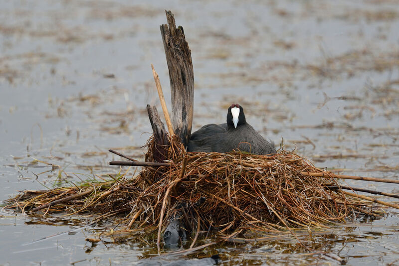 Red-knobbed Cootadult, Reproduction-nesting