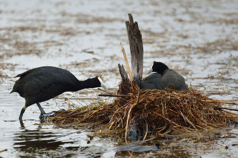 Red-knobbed Cootadult, Reproduction-nesting