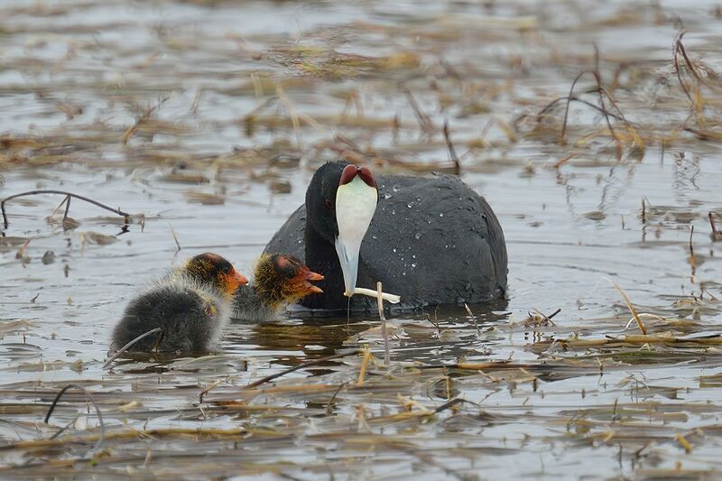 Red-knobbed Coot, feeding habits, eats, Reproduction-nesting