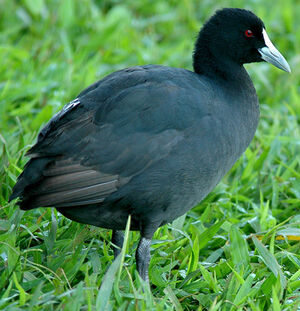 Eurasian Coot
