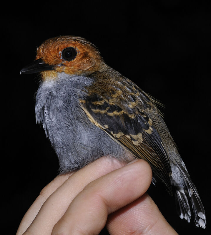 Common Scale-backed Antbird female adult