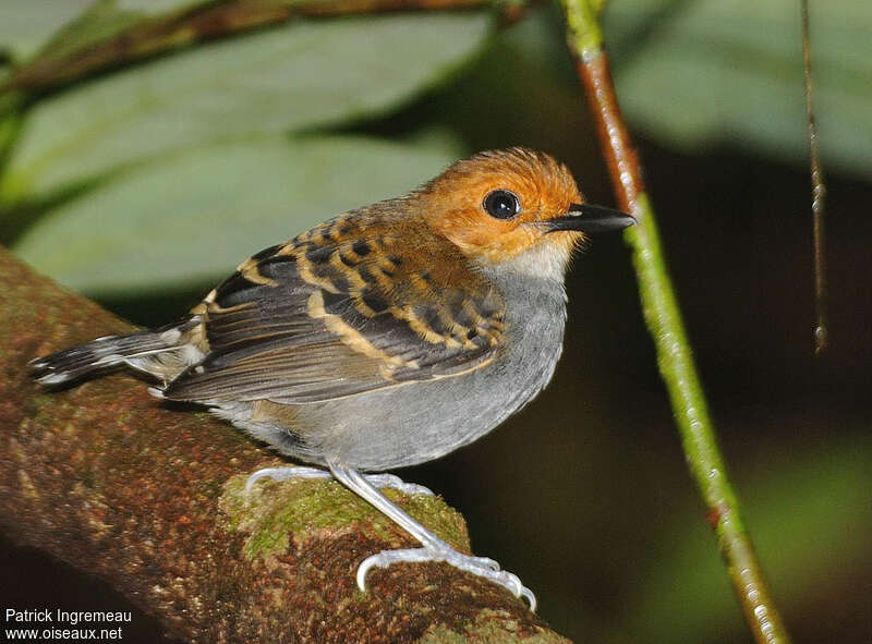 Common Scale-backed Antbird female adult, identification