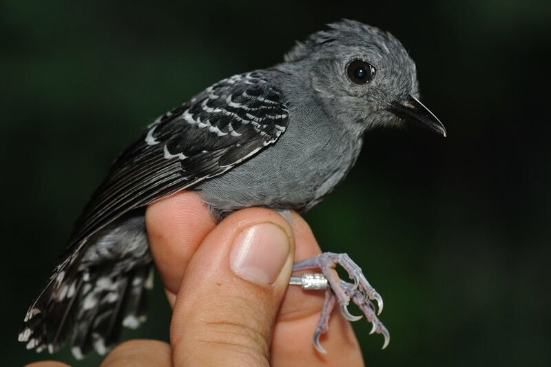 Common Scale-backed Antbird male adult