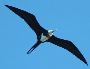 Lesser Frigatebird