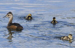 Ring-necked Duck