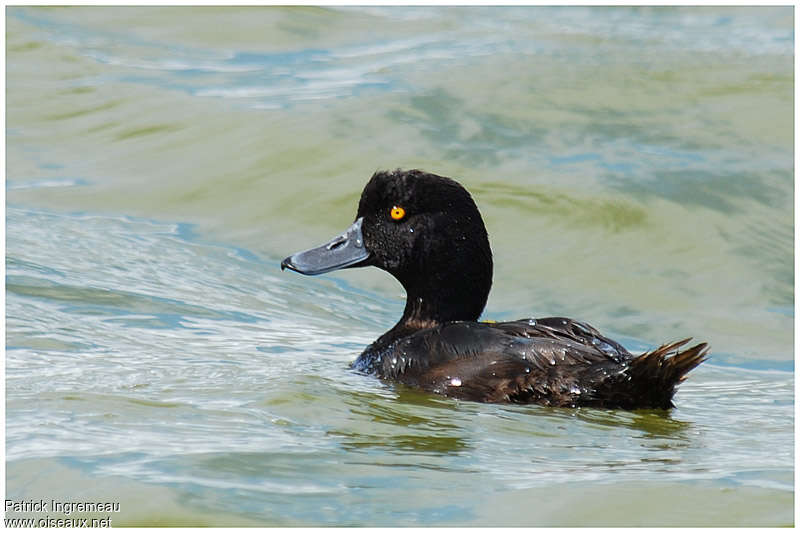 New Zealand Scaup male adult, identification