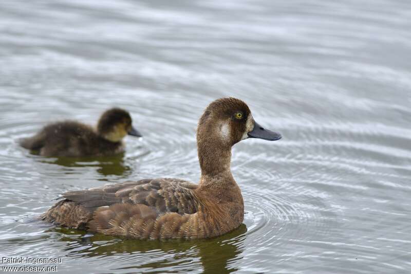 Greater Scaup, Reproduction-nesting