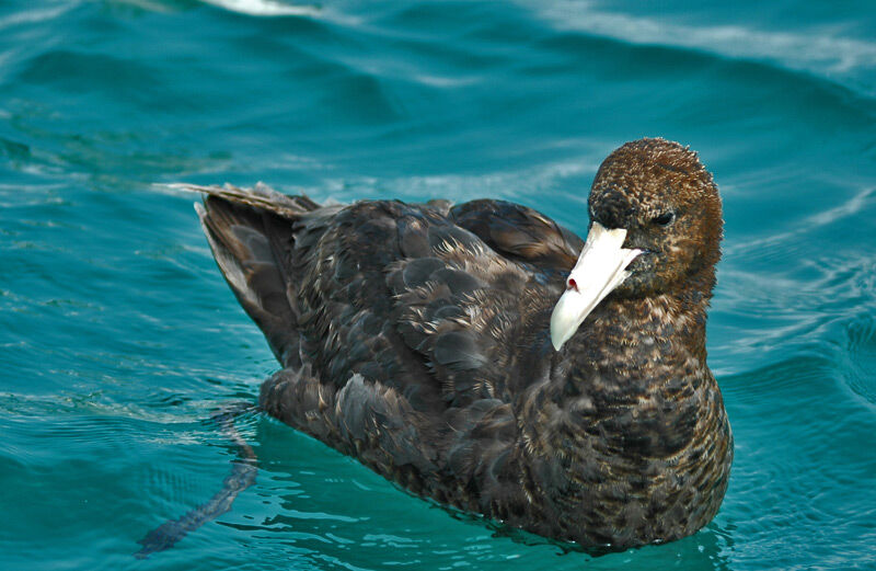 Fulmar géant - Macronectes giganteus